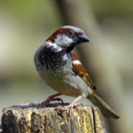 A brown and gray house sparrow